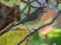 Philadelphia Vireo - Lake Barkley WMA, Dover,  Stewart County, October 7, 2020