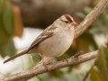 White-crowned Sparrow (juvenile) - Haynes Bottom WMA, Montgomery County, December 23, 2020