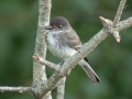 Eastern Phoebe - Dunbar Cave State Park, Montgomery County, June 15, 2020