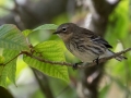 Yellow-rumped Warbler (Mrytle) - Lake Barkley WMA, Dover,  Stewart County, October 7, 2020
