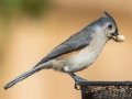 Tufted Titmouse - Yard Birds - Dunbar Cave Neighborhood, Clarksville, Montgomery County, October 16, 2020