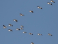 American White Pelicans - Lake Barkley WMA, Dover,  Stewart County, October 7, 2020