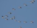 American White Pelicans - Lake Barkley WMA, Dover,  Stewart County, October 7, 2020