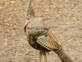 Wild Turkey (female) - Radnor State Park, Davidson County, Sept. 2, 2020