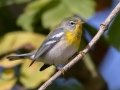 Northern Parula - Lake Barkley WMA, Dover,  Stewart County, October 4, 2020