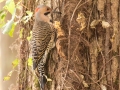 Northern Flicker (Yellow-shafted) - Paris Landing State Park, Buchanan, Henry County, October 22, 2020