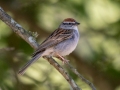 Chipping Sparrow - Dunbar Cave State Park, Montgomery County, June 15, 2020