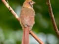 Northern Cardinal - Liberty Park, Montgomery County, July 22, 2020