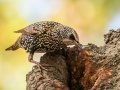 European Starling - Paris Landing State Park, Buchanan, Henry County, October 22, 2020