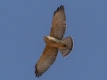 Red-shouldered Hawk (juvenile) - Lake Barkley WMA, Dover,  Stewart County, October 7, 2020