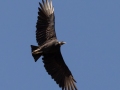 Black Vulture- Lake Barkley WMA, Dover,  Stewart County, October 7, 2020