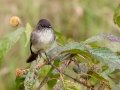 Eastern Phoebe - Lake Barkley WMA, Dover,  Stewart County, October 4, 2020