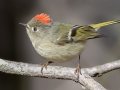 Ruby-crowned Kinglet (male) - Barkley WMA, Dover, Stewart County, December 24, 2020