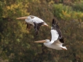 American White Pelicans - Lake Barkley WMA, Dover,  Stewart County, October 11, 2020