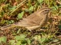 Palm Warbler - Yard Birds - Dunbar Cave Neighborhood, Clarksville, Montgomery County, October 16, 2020