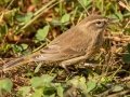 Palm Warbler eating an insect - Yard Birds - Dunbar Cave Neighborhood, Clarksville, Montgomery County, October 16, 2020