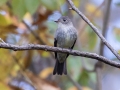 Eastern Wood-Pewee - Land Between the Lakes - Gray's Landing, Dover, Stewart County, October 23, 2020
