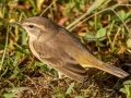Palm Warbler - Yard Birds - Dunbar Cave Neighborhood, Clarksville, Montgomery County, October 16, 2020