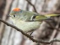 Ruby-crowned Kinglet (male) - Barkley WMA, Dover, Stewart County, December 24, 2020