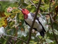 Red-headed Woodpecker - Lake Barkley WMA, Dover,  Stewart County, October 11, 2020