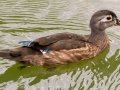 Wood Duck (eclipse plumage) - Radnor State Park, Davidson County, Sept. 2, 2020