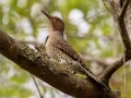 Northern Flicker  - Yellow Shafted ( female) - Lake Barkley WMA, Dover,  Stewart County, October 11, 2020