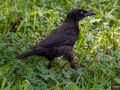 Common Grackle - Liberty Park, Montgomery County, July 22, 2020