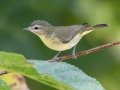Philadelphia Vireo - Lake Barkley WMA, Dover,  Stewart County, October 4, 2020