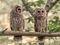 Barred Owls - Dunbar Cave State Park, Montgomery County, June 15, 2020