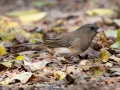 Dark-eyed Junco  (Slate-colored) (immature female) - Land Between the Lakes - Gray's Landing, Dover, Stewart County, October 23, 2020
