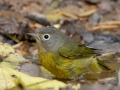Nashville Warbler taking a bath - Land Between the Lakes - Gray's Landing, Dover, Stewart County, October 23, 2020