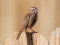Song Sparrow - Yard Birds - Dunbar Cave Neighborhood, Clarksville, Montgomery County, October 16, 2020