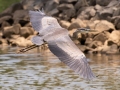 Great Blue Heron - Liberty Park, Montgomery County, July 22, 2020