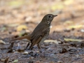 Hermit Thrush - Land Between the Lakes - Gray's Landing, Dover, Stewart County, October 23, 2020