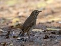 Hermit Thrush - Land Between the Lakes - Gray's Landing, Dover, Stewart County, October 23, 2020
