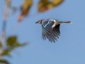 Blue Jay- Lake Barkley WMA, Dover,  Stewart County, October 7, 2020