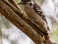Downy Woodpecker (male) - Dunbar Cave State Park, Montgomery County, July 24, 2020