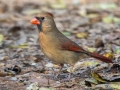 Northern Cardinal (female) - Land Between the Lakes - Gray's Landing, Dover, Stewart County, October 23, 2020