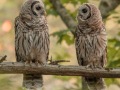 Barred Owls - Dunbar Cave State Park, Montgomery County, June 15, 2020