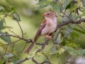 Field Sparrow - Montgomery County Yard Bird, Aug 23, 2020