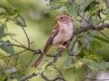 Field Sparrow - Montgomery County Yard Bird, Aug 23, 2020