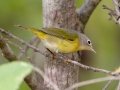 Nashville Warbler - Lake Barkley WMA, Dover,  Stewart County, October 11, 2020
