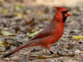 Northern Cardinal (male) - Land Between the Lakes - Gray's Landing, Dover, Stewart County, October 23, 2020
