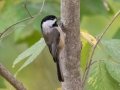 Carolina Chickadee - Lake Barkley WMA, Dover,  Stewart County, October 11, 2020