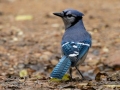 Blue Jay - Land Between the Lakes - Gray's Landing, Dover, Stewart County, October 23, 2020