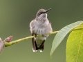 Ruby-throated Hummingbird (immature) - Dunbar Cave State Park, Montgomery County, July 24, 2020