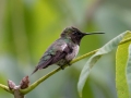 Ruby-throated Hummingbird (male) - Dunbar Cave State Park, Montgomery County, July 24, 2020