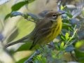 Prairie Warbler - Lake Barkley WMA, Dover,  Stewart County, October 7, 2020