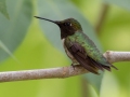 Ruby-throated Hummingbird (male) - Dunbar Cave State Park, Montgomery County, July 24, 2020