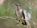 Ruby-throated Hummingbird (immature) - Dunbar Cave State Park, Montgomery County, July 24, 2020